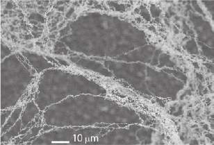 Tungsten nanowires grown by an exposure to a helium plasma.